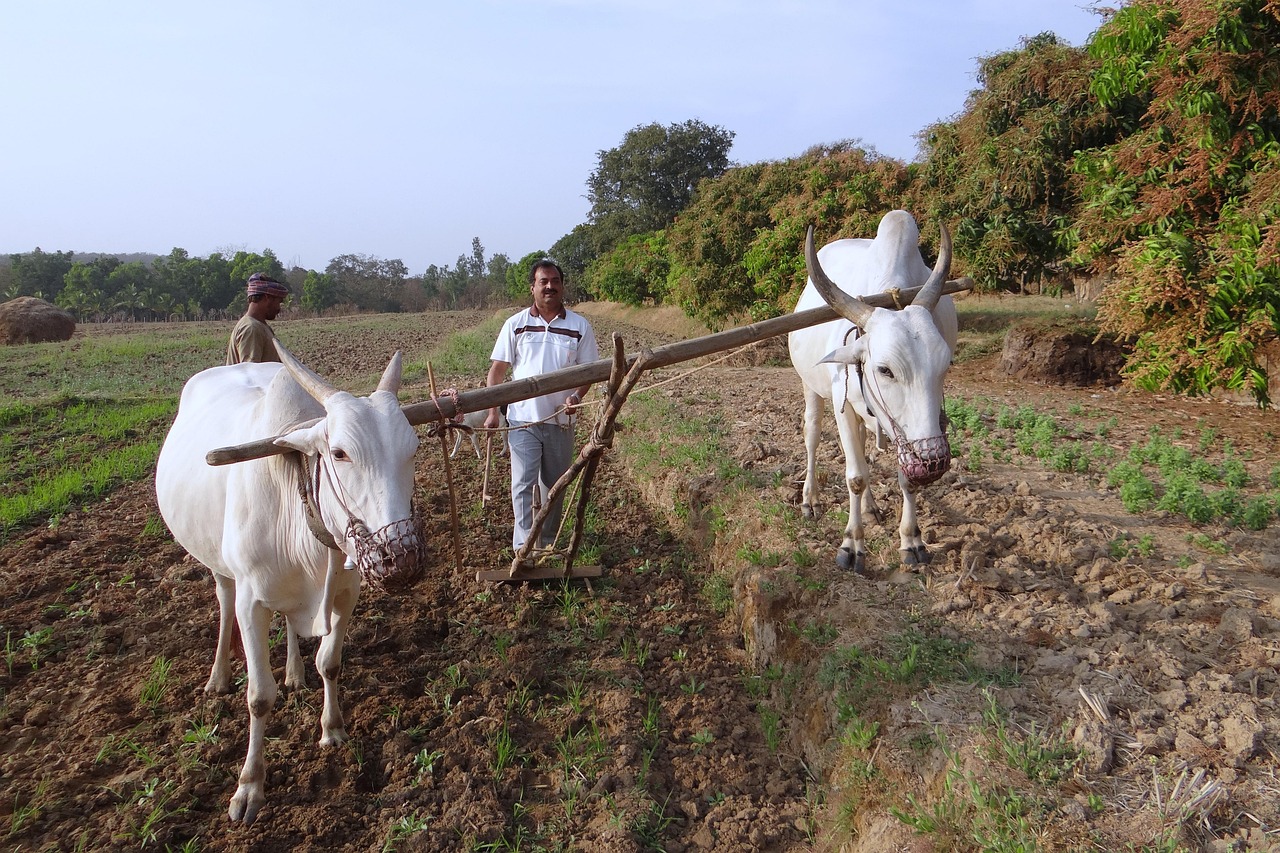 ox plough 253410 1280